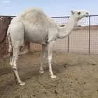 قعود