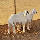 ابو عبدالله للذبايح