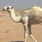 قعود عمره 7 شهور للبيع