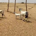معزا بيشيات صنف الصنف 3 تحتها 3