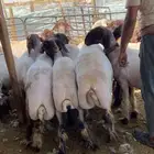 جازوز غنم نعيمي مكنيه حلاق غنم نعيمي مكنيه