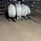 خرفان نعيم