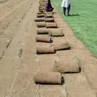 ثيل انجيله عشب اخضر طبيعي