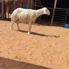 شاه حريه
