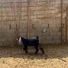 جفره عارضيه