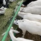 ذبايح تيوس ورخال درجة اولى والتقييم موجود