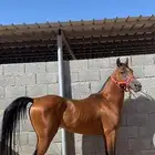 حصان شعبي