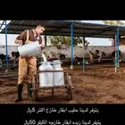 حليب بقر للبيع الموقع الزلفي