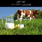 حليب ابقار طازج وطبيعي الموقع الزلفي