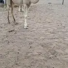 بكره شقحاء العمر عشر شهور للبيع
