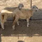 رخال
