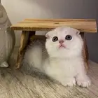 سكوتش فولد قطط صغيره كيتن هملايا شيرازي انثى ذكر بسه قطه قط