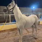 حصان واهو للبيع