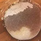 انتاج جديد عسل سمره اصلي وعلى الشرط