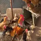 دجاج بلدي