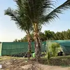 نارجيل جميع المقاسات