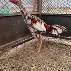 ديك باكستاني سندي بيور