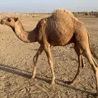 حشو للبيع