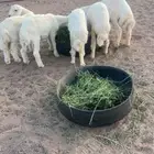 حريات خرفان ورخال