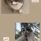 قطط لتبني