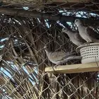 قميري محمية