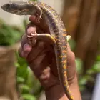 سحالي ام الحيات