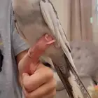 كروان اليف
