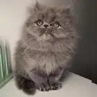 كيتن سكوتش فولد هملايا شيرازي بيكي فيس قطه بسه انثى ذكر قطو