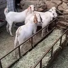 تيوس