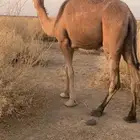 البكرة الحمراء
