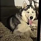هاسكي