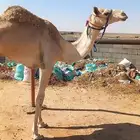 عارض لكم قعود ثني على شاهين بشير امه بنت الجذاب الهرش