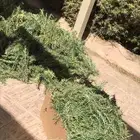 اكليل الجبل