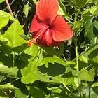 مشاتل التكامل لجميع الاشجار الزينه والظل 0533351329