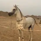 حصان شعبي ينافس الواهو   تم البيع