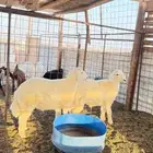 طليان حريه العدد اثنين الاعمار 4 اشهر وفوق
