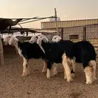 رخال نجد صنف