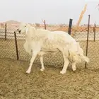 عروض الحريات رقم 1 حلال ابو حمدان الحبابي