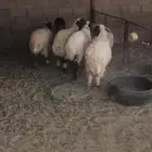 6 فيهن خروف والباقي جذعات مغلقات