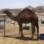 قعود مشروع فحل حمر ساحلي