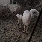 شاه عليها رخل