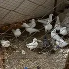 حمام فرنسي