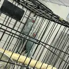 زوج دره هولندي منتجج