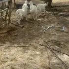 بهم حبص