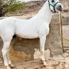 حصان شعبي