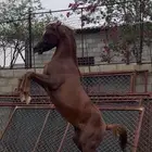 مهر شيخ الاب واهو والاشعبي فاخر