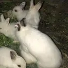 ارانب نذر لاند الهولندي قزم