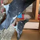 زواجل سباق