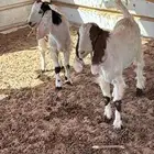 تيوس للبيع
