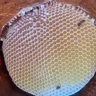 عسل سدر اصلي وعلى الشرط الكميه محدوده